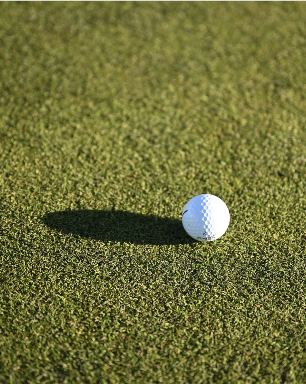 Golf ball on the green at Napier Golf Club NZ